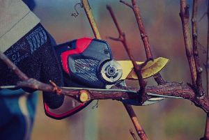 Improved Pruning efficiency with Electric Powered Secateurs 