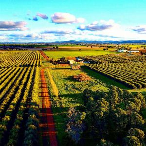 Central NSW Olive Growers Webinar: Planning for 2027 Processing 