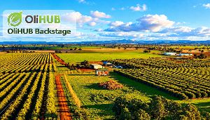 Central NSW Olive Growers Begin Coordinating for the 2027 Harvest 