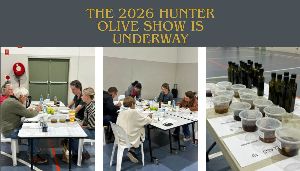 Inside the Judging Room: The 2026 Hunter Olive Show is Underway 