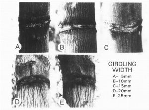 What is Olive Tree Girdling & Cincturing? 