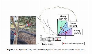 The Critical Role of Branch Inclination in Trunk Shaker Performance 