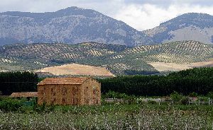 Spain's Olive Oil Harvest Outlook for 2025/2026 - Expected Production Volumes and Insights 
