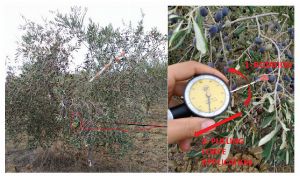 The Physics of “Olive Fruit Retention Force” (FRF) | Detatchment Index 