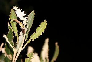 Understanding the Curculio Beetle (Apple Weevil) in Olive Groves 