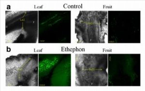 Antioxidant Use to Minimise Leaf Drop in Olive Fruit Abscission Treatments | Fruit Looseni 