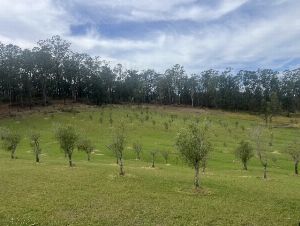 Rejuvenating An Olive Grove 