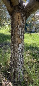 Sunburn Damage in Olive Trees - What It Looks Like, Why It Matters & What You Can Do 