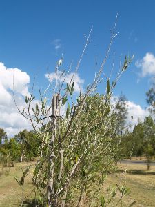 Managing Phytophthora Root Rot in Australian Olive Production 