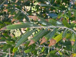 Understanding Olive Leaf Tip Dieback: Causes, Diagnosis, and Management 