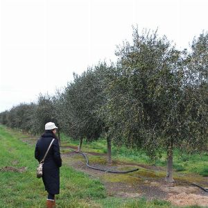 Australian Olive Growers Face Lower Yields After Unseasonal Weather 