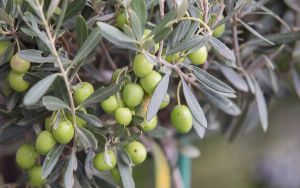 Biennial Bearing in Olive Trees: Causes and Mitigation Strategies 
