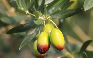 Lipogenesis in Olives: How Oil Forms in the Fruit 