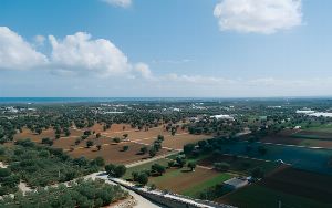 Cost of Olive Oil Production for Australian Producers 