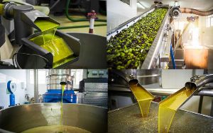 Esterification in Olive Oil Extraction and the Role of Processing Aids 