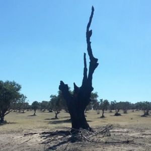 Bushfire Recovery Guide for Olive Trees in Australia 