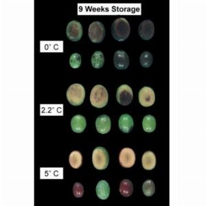 CO₂ Chilling Injury In Fresh Olives 