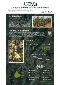 A New Olive Cultivar For Hedgerow Orchards 
