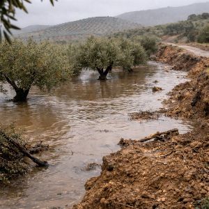 Storm Leonardo Exposes Structural Vulnerabilities in Andalucía’s Olive Sector 