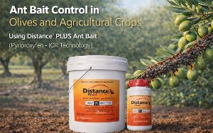 Ant Bait Control in Olives and Agricultural Crops 