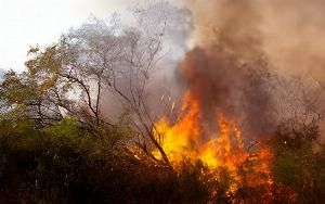 January 2026 Victorian Bushfires - Grants And Recovery Support 