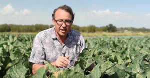 Plant Pathology Services for Olive Growers: Expert Guidance from Len Tesoriero 