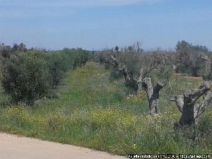 Xylella Fastidiosa In Olive Trees: Symptoms, Spread, Management And Global Impact 