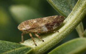 Spittlebug (Meadow Spittlebug) in Olive Production 
