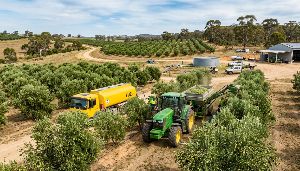Ato support available for olive producers impacted by high fuel costs 
