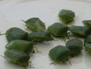 Managing Green Vegetable Bug (Nezara viridula) in Australian Olive Groves 