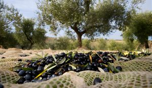 Benchmarking: How to produce more olive than 8T/ha in an olive grove 