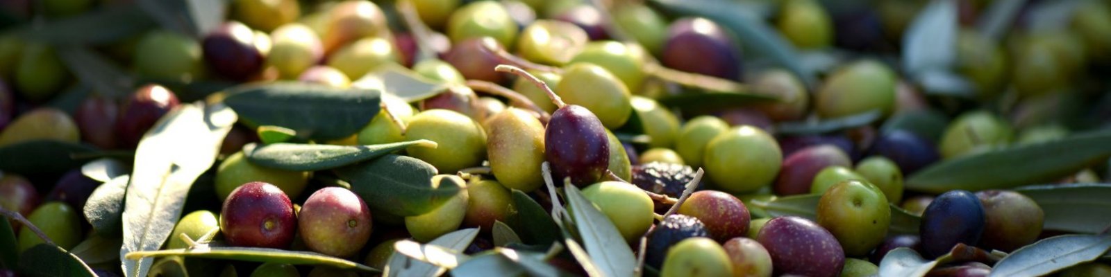 Olive Processors and Contractors