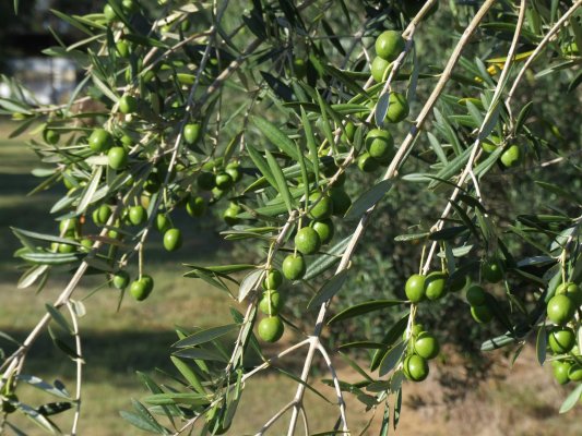 Olive Grove Nutrition