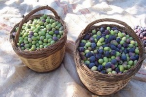 baskets-of-olives-300x199